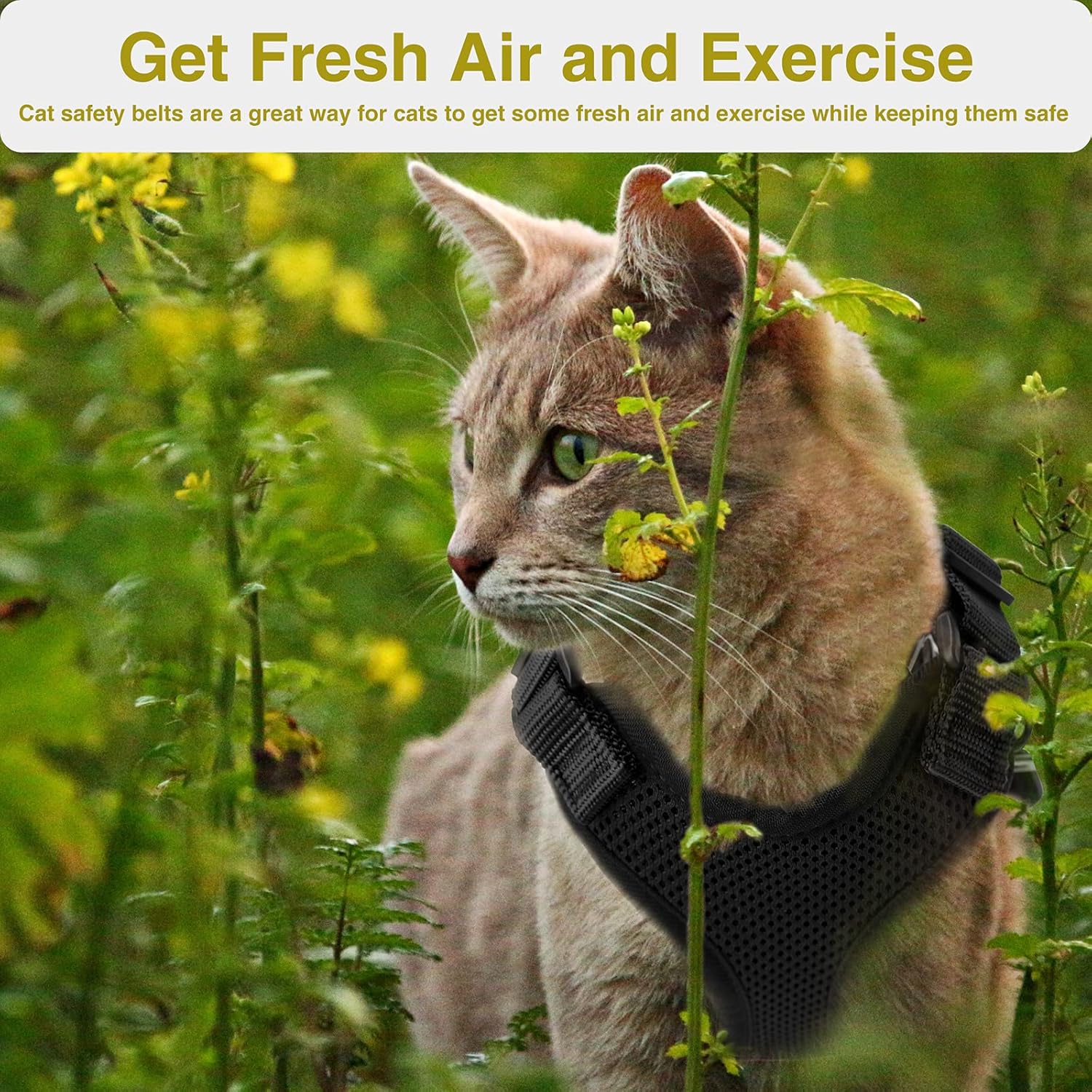 Easy Control and Soft Breathable Mesh Small Pet Vest for Outdoor Walking Escape Proof Adjustable Kitten Harness with Reflective Strip Demigreat Cat Harness with Plush Bouncy Ball and 2 Mouse Toy Easy Control and Soft Breathable Mesh Small Pet Vest for Outdoor Walking Escape Proof Adjustable Kitten Harness with Reflective Strip Demigreat Cat Harness with Plush Bouncy Ball and 2 Mouse Toy